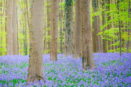 Photo for Magical Morning in forest of Halle, hallerbos, with bluebell flowers, Halle, Belgium. - Royalty Free Image