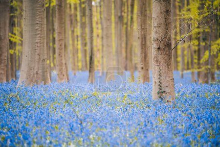 Magical Morning in forest of Halle, hallerbos, with bluebell flowers, Halle, Belgium. 