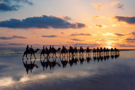 Cable Beach, Broome, Kamele am Ufer bei Sonnenuntergang. Kimberley, Westaustralien.