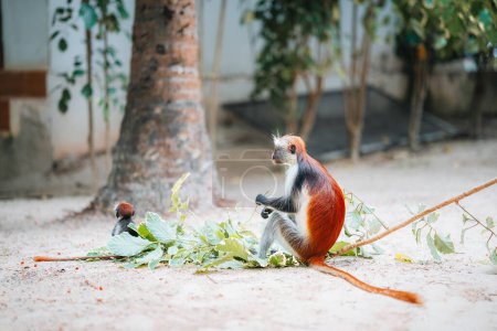 Mono Colobo Rojo en Zanzíbar, Tanzania