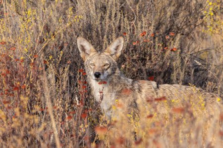 Young Coyote in brush at Santa Susana Pass State Historic Park in the San Fernando Valley area of Los Angeles County California.  