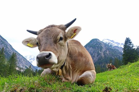 Téléchargez les photos : Jolies jeunes bovins bruns avec cornes et cloche dans les montagnes - en image libre de droit