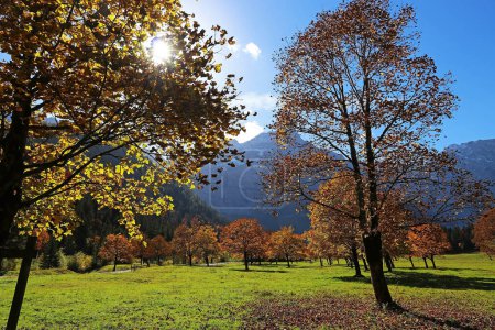 Foto de Árboles de arce en otoño retroiluminados por el sol. El gran terreno de arce en Austria - Imagen libre de derechos