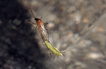 Foto de Primer plano de un mosquito poniendo sus huevos en la superficie de un estanque - Imagen libre de derechos
