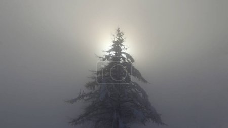 Dichter Nebel mit einer Sonne hinter einem Baum