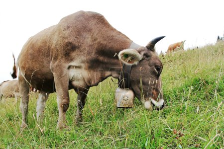 Pretty young Brown Swiss cattle with horns and large bell in Bavaria