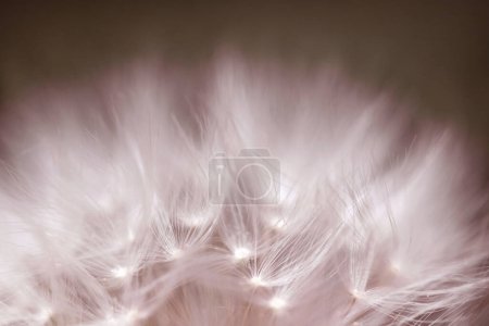 Close-up of a dandelion, a faded dandelion in purple and pink