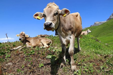 Jeunes bovins suisses bruns avec cloches dans les montagnes d'Autriche
