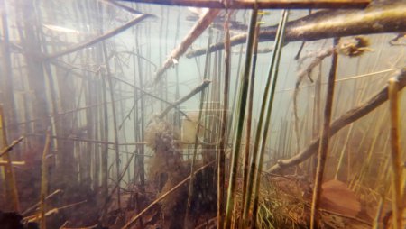 Unterwasserfoto eines Sees mit Pflanzen und Froschlaich