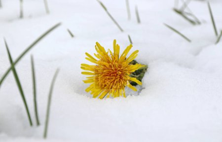 Löwenzahnblüte im Schnee. Kaltes Wetter mit Schneefall im Frühling 