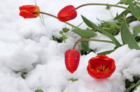 Tulip blossoms with snowflakes. Cold weather with snow in spring