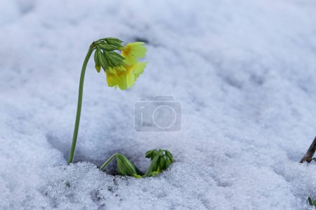Cowslip in the snow. Cold weather with snowfall in spring