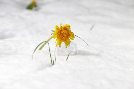 Löwenzahnblüte im Schnee. Kaltes Wetter mit Schneefall im Frühling