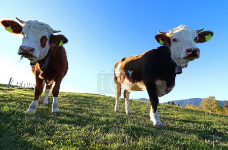 Two Simmental cows with horns and cow blocks backlit by the sun