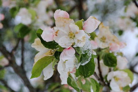 Apfelblüten mit Schneeflocken und Eiszapfen. Kaltes Wetter im Frühjahr lässt Obstblüten erfrieren.
