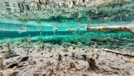 Unterwasseraufnahme eines Moorsees mit türkisfarbenem Wasser und gruselig morschen Baumstämmen