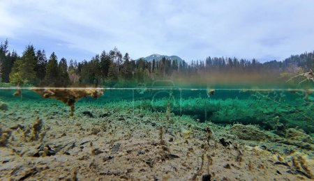Underwater and overwater shot of a bog lake with turquoise water and creepy rotten tree trunks
