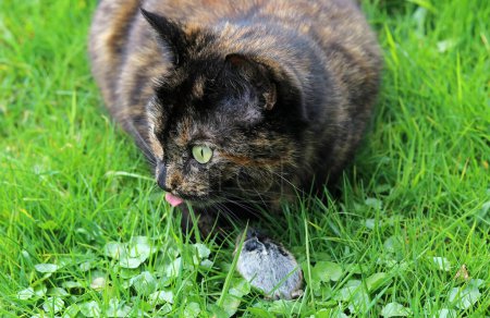A tortoiseshell cat has caught a mouse and is happy to eat it