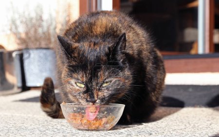 A tortoiseshell cat eats healthy delicious cat food