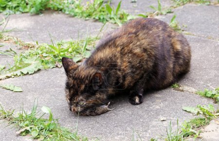 A tortoiseshell cat has caught a mouse and is eating it