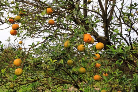 Oranges mûres et non mûres sur un arbre en Floride