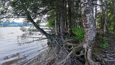 Verzauberter Wald am See mit vielen Baumwurzeln
