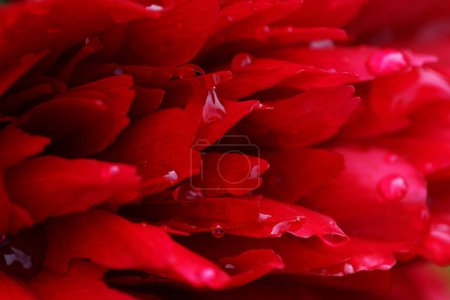 Nahaufnahme der Blütenblätter einer roten Pfingstrose mit Regentropfen