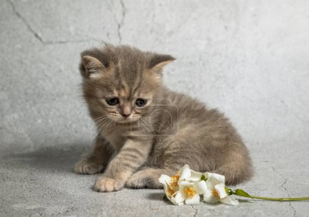Lustiges kleines Britisch Kurzhaar-Kätzchen