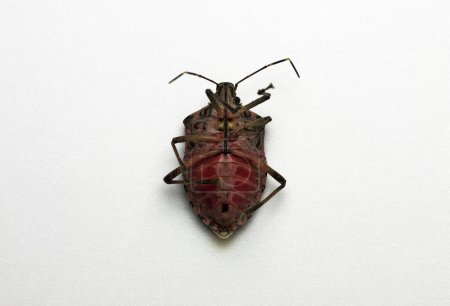 bedbug on white background