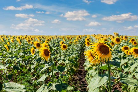 Téléchargez les photos : Scenic blooming rows of green yellow sunflowers plants plantation field meadow against clear cloudy blue sky horizon on bright sunny day. Nature country rural agricultural landscape. - en image libre de droit