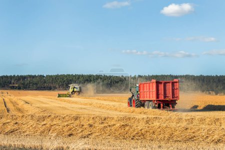 Große moderne Sattelzugmaschine mit voll beladenem Getreide- oder Silagewagen-Containeranhänger erntete Weizenfeld nach Mähdrescher. Landmaschinen Maschinen industrielle Landschaft.
