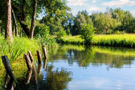 Scenic view national biosphere reserve Spreewald landscape. Green  woods riverside german park Spree river forest spring summer sunny day. Greenery canal nature tranquil Germany blue sky background.