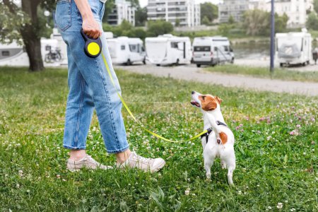 Female person walking jack russel terrier dog in city park grassland. Young adult pet owner happy healthy lifestyle. Girl with animal friend enjoy walking outdoors in summer day.