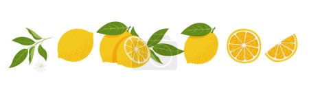 Illustration for Fresh Lemon slices set. Citrus, vitamin c. Vector illustration - Royalty Free Image