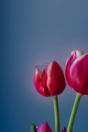Foto de Macro tulipanes rojos y rosados en dramático fondo azul con espacio para copiar - Imagen libre de derechos