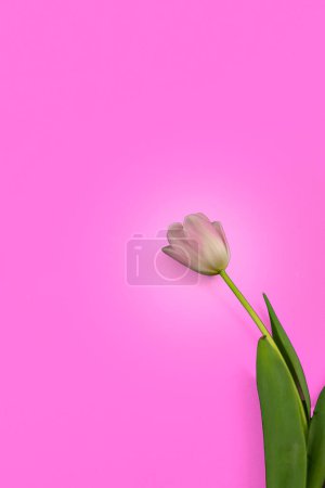 Foto de Tulipán rosa sobre fondo rosa con espacio de copia - Imagen libre de derechos