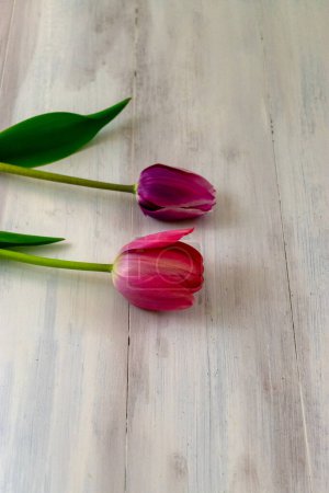 Foto de Tulipanes rojos y morados macro en fondo de madera con espacio para copiar - Imagen libre de derechos