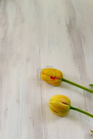 Foto de Tulipanes amarillos sobre fondo blanco de madera con espacio para copiar - Imagen libre de derechos