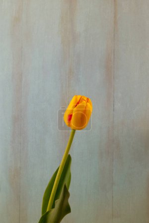 Foto de Tulipanes amarillos sobre fondo de madera con espacio para copiar - Imagen libre de derechos