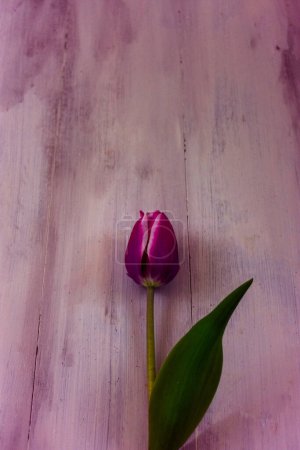 Foto de Tulipanes rosados sobre fondo de madera con espacio para copiar - Imagen libre de derechos