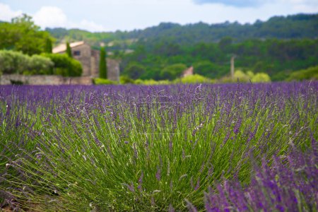Ein kleines Lavendelfeld auf einem Bauernhof in der Provence, Frankreich.