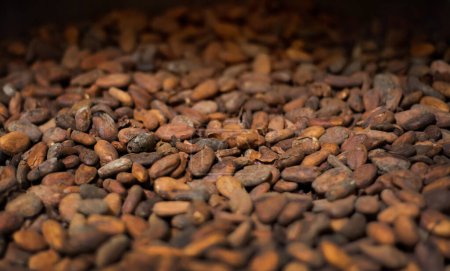 Cocoa beans close-up, top view. High quality photo