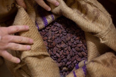 Téléchargez les photos : Un sac de fèves de cacao. Haricots de cacao pour le chocolat. Photo de haute qualité - en image libre de droit