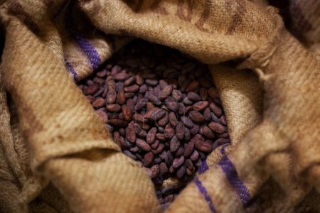 A bag of cocoa beans. Cocoa beans for chocolate. High quality photo