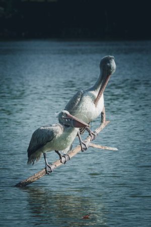 Photo for Two Avian Elegant Graceful Egret and Stork in a Tranquil Timber Lagoon - Royalty Free Image