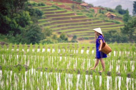 Photo for Hmong tribal Woman in blue native dress with basket walking on ridge of green rice fields on hill - Royalty Free Image