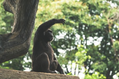 A siamang gibbon, amidst its natural habitat, extends its arm upward while balancing on a tree branch