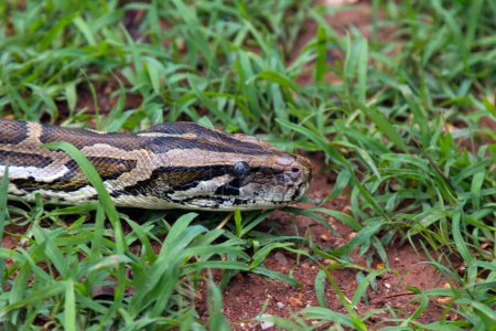 Photo for Python Lurking in Grass Capturing the Essence of Stealth and Predation - Royalty Free Image