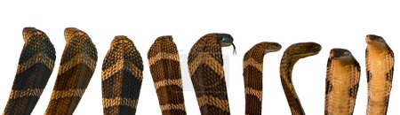 Múltiple acción de cabeza de serpientes cobra con capuchas elevadas desplegadas en una alineación, aisladas sobre un fondo blanco con trayectoria de recorte
