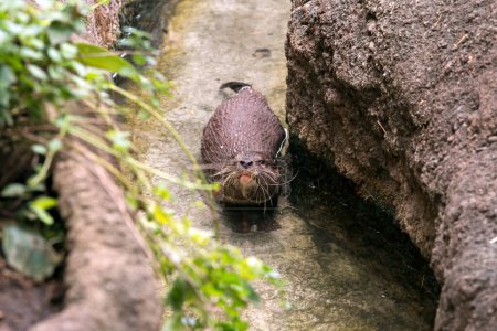 Téléchargez les photos : Une curieuse loutre émerge de l'eau, scrutant son habitat naturel rocheux, entouré de verdure - en image libre de droit